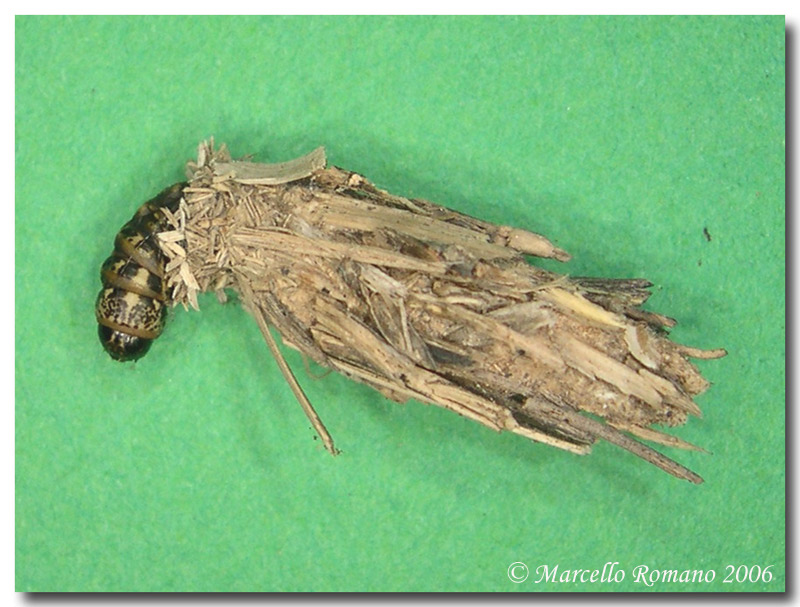 Fodero e bruco di Psychidae (Lepidoptera)